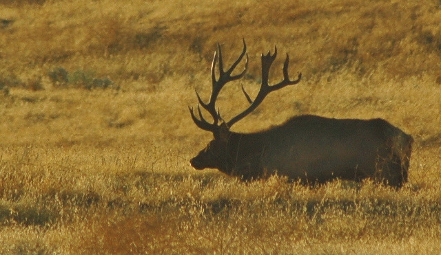 Elk at San Luis Reservoir